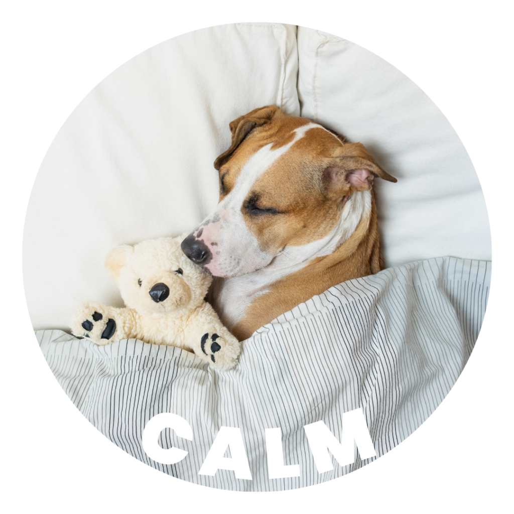 Calm and relaxed dog