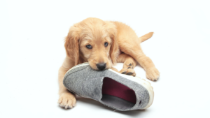 Puppy Chewing On Slipper