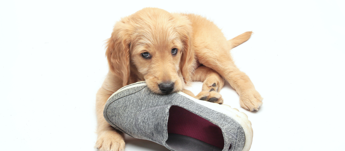Puppy Chewing On Slipper